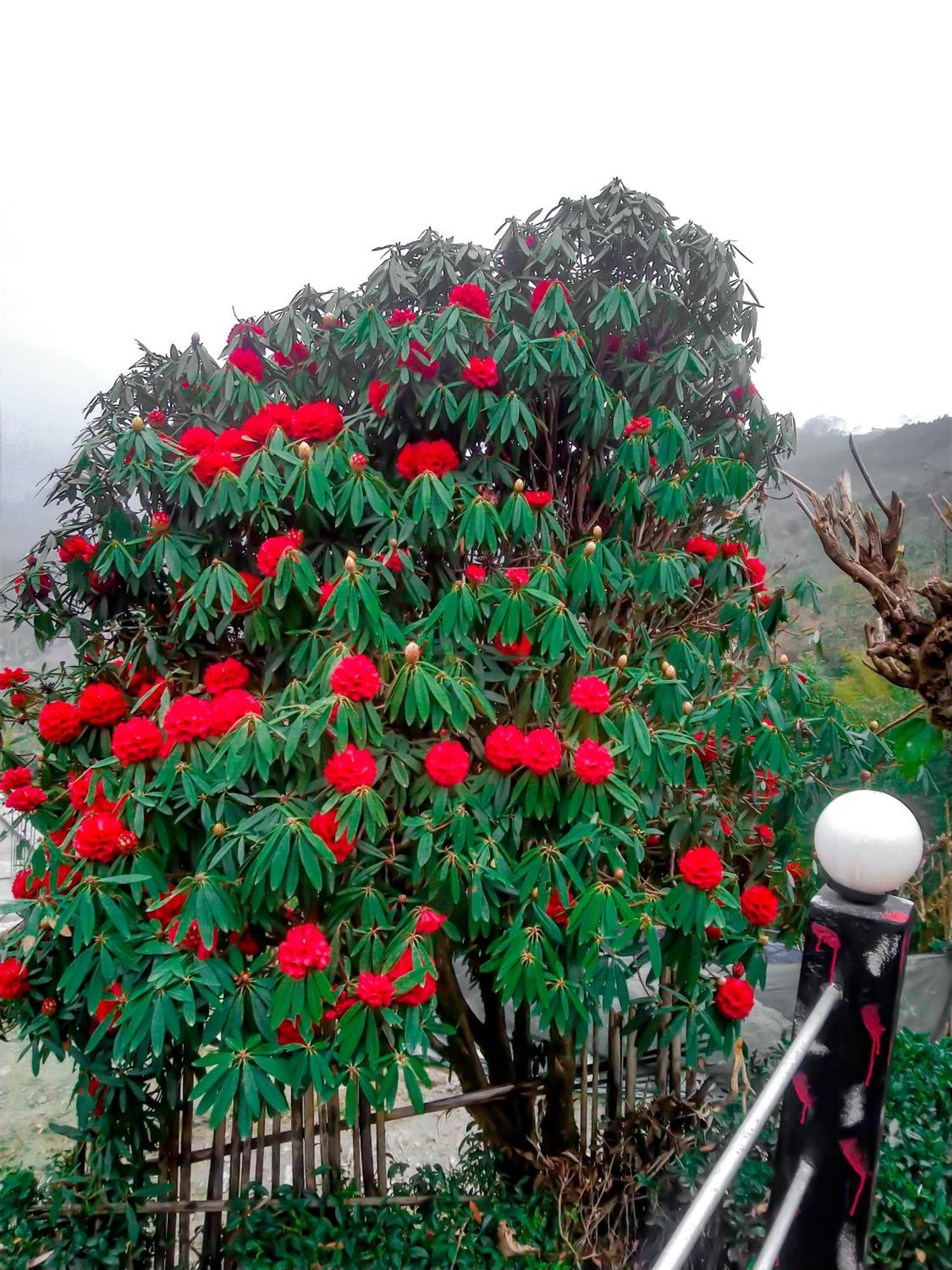 The Himalayan Resort Ravangla Eksteriør billede